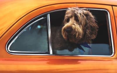 Shaggy dog looking out orange car window