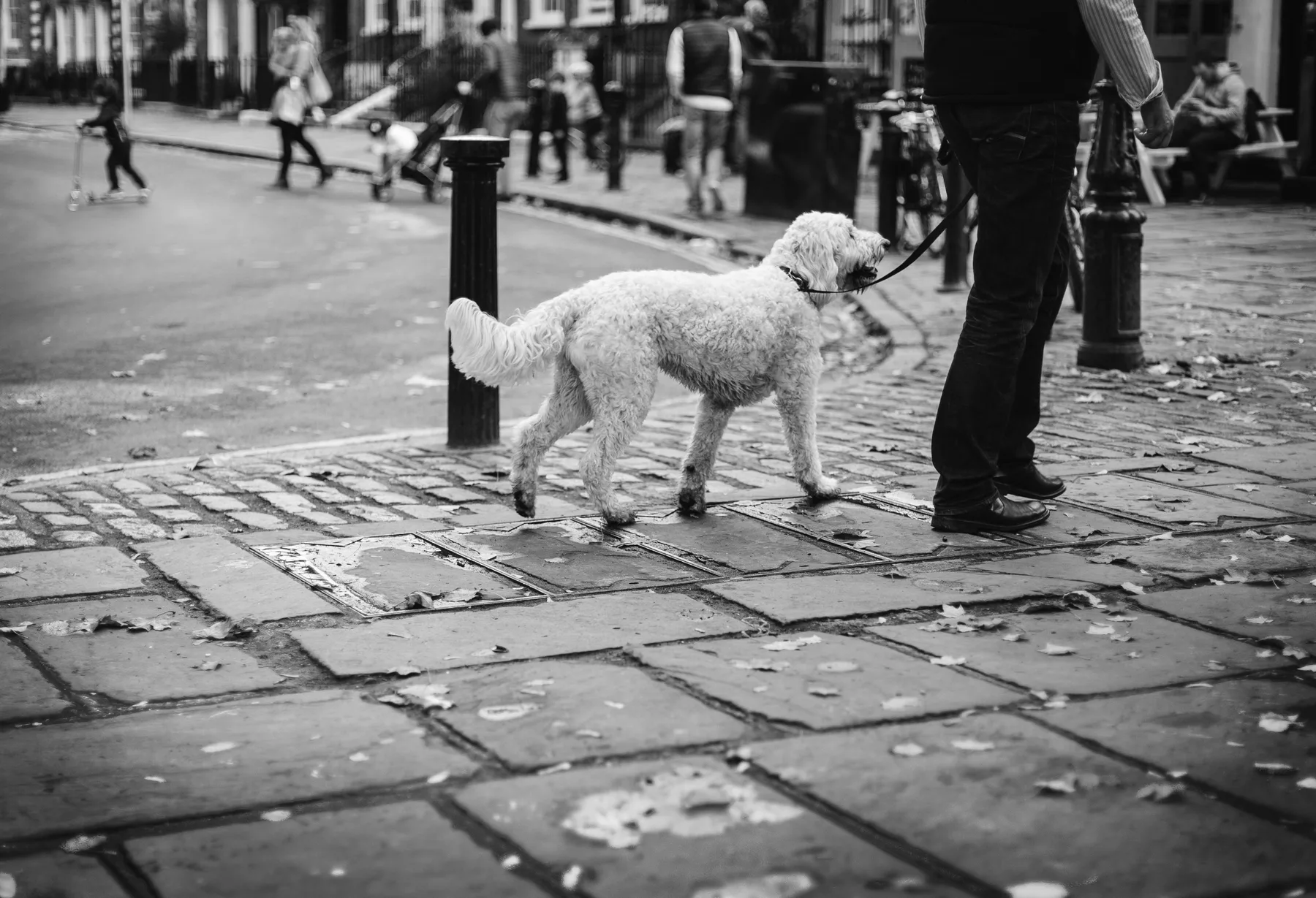 White dog walking on a leash along a city sidewalk