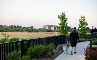Person walking dog on leash along park path