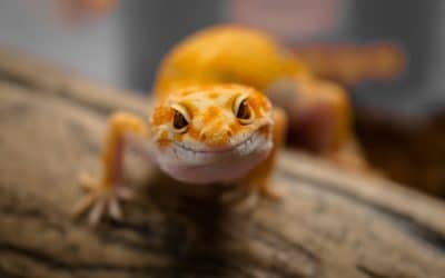 Leopard gecko resting on a piece of driftwood inside its enclosure