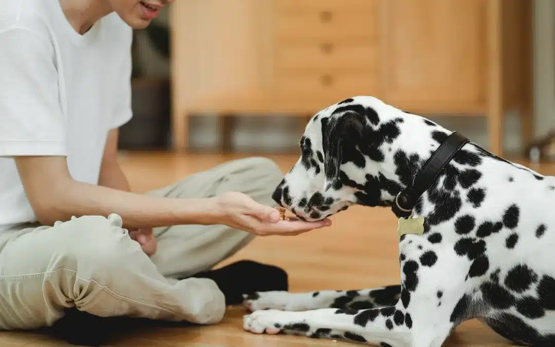 A person sitting cross-legged on a wooden floor hand-feeds a Dalmatian a small piece of food from their palm.