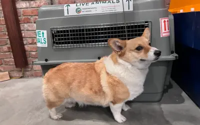 Corgi Dog in front of Petmate #400