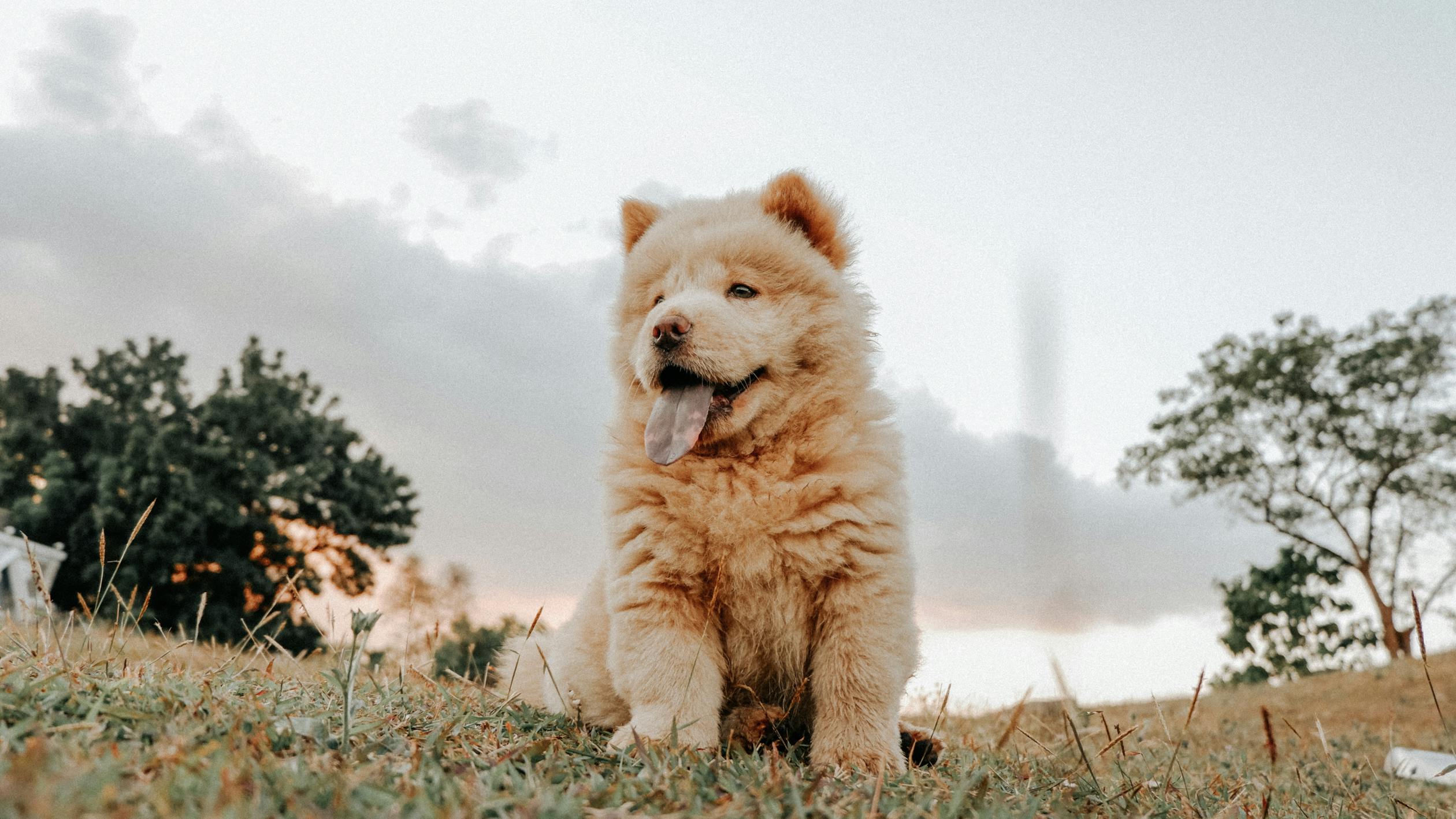 chow chow