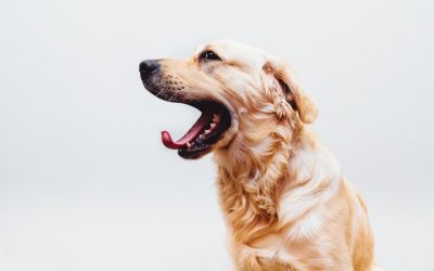 Golden retriever yawning wide on white background