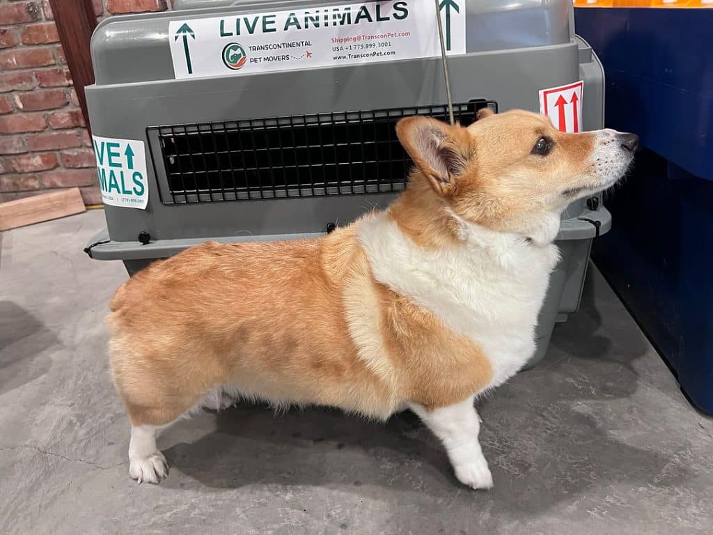 Corgi standing beside a grey airline pet crate labeled Live Animals for Transcontinental Pet Movers