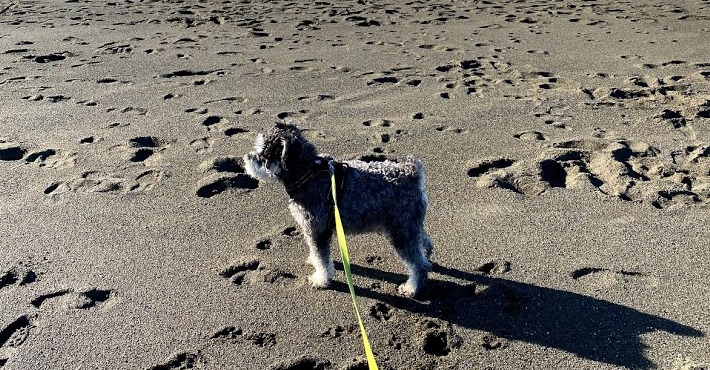 Small shaggy dog on a yellow leash standing on an open sandy beach