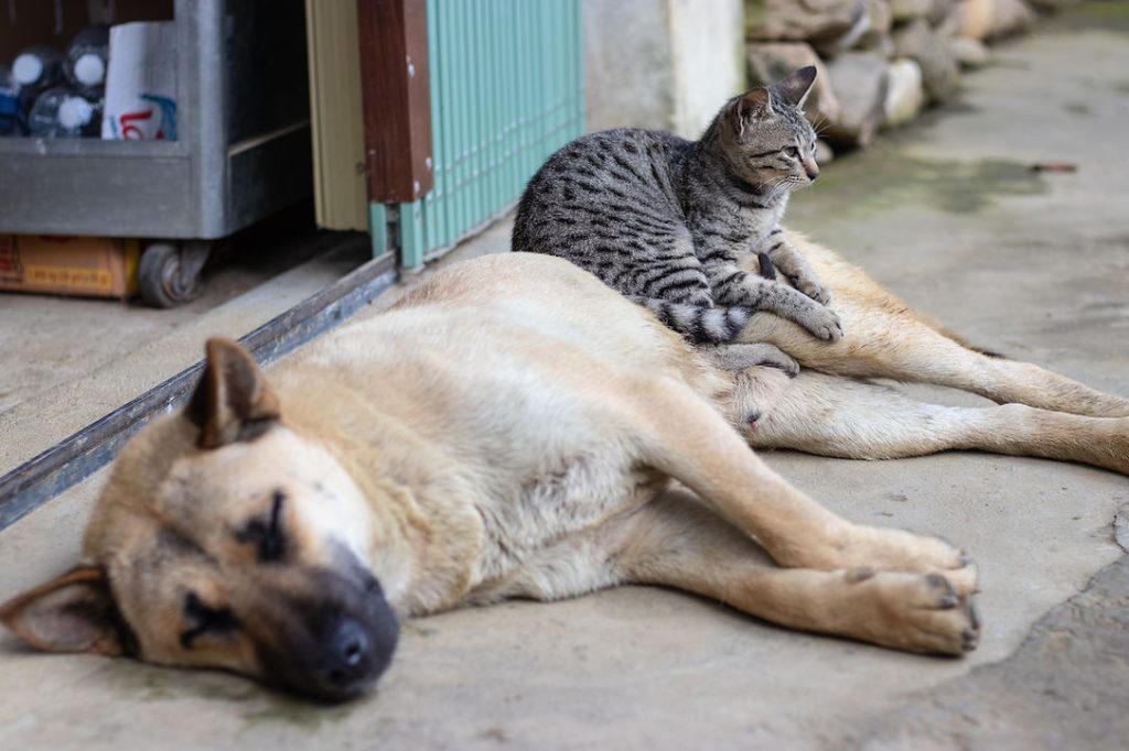 Tabby cat sitting on the back of a tan dog sleeping on a concrete sidewalk