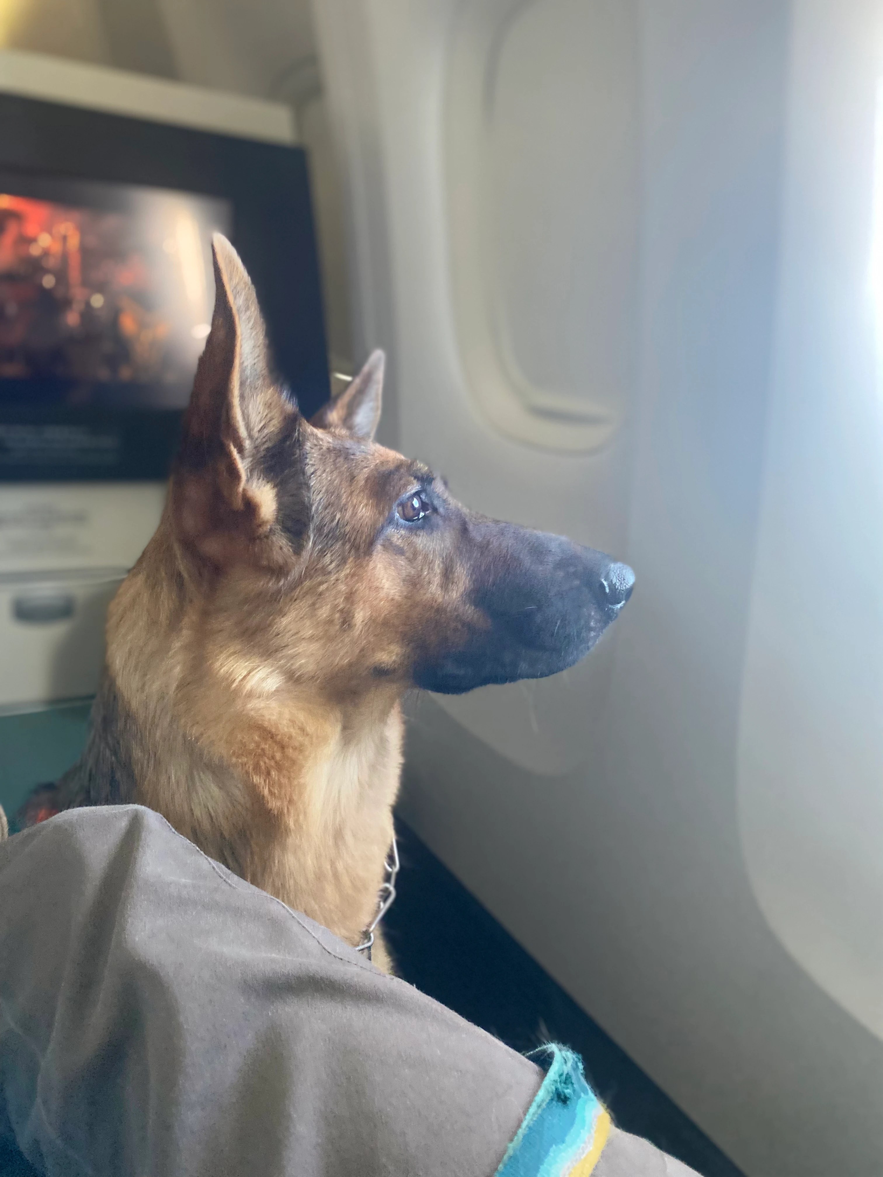 A dog sitting beside an aircraft cabin window