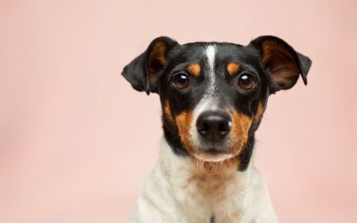 Studio portrait of a black, tan and white dog with floppy ears against a plain pink background