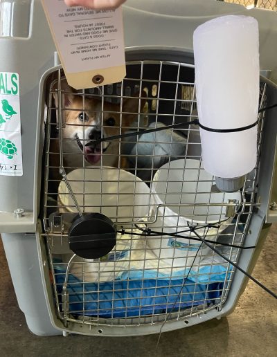 A corgi looking out from a travel crate fitted with a frozen water bottle, bowls, and a care tag