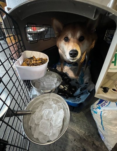 A dog resting inside a travel crate beside bowls of kibble, ice cubes, and water prepared for a flight