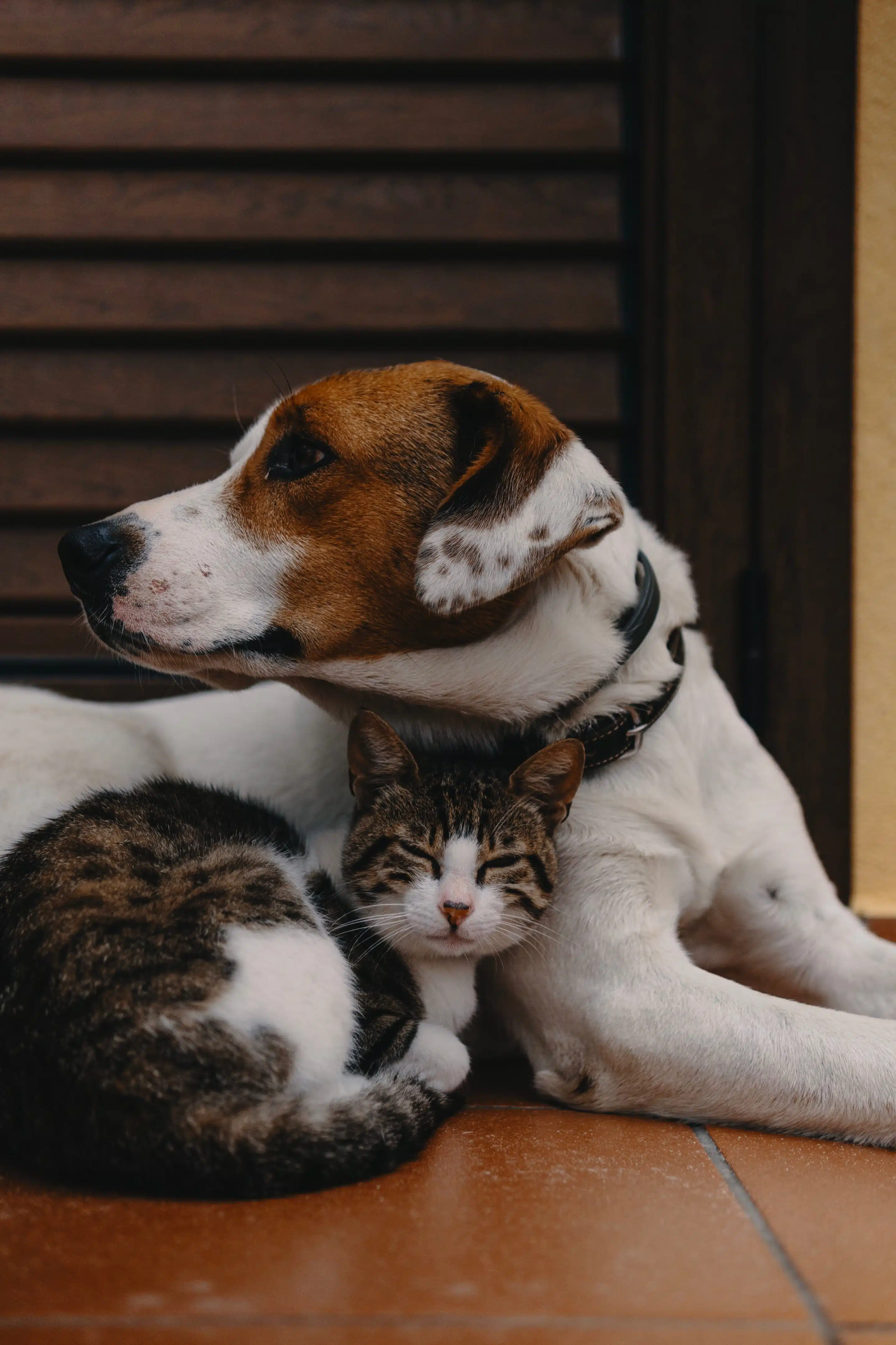 A dog and cat cuddling together on a tiled floor, showing the bond between traveling pets