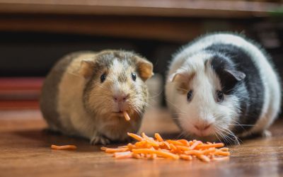 Two guinea pigs on a wooden floor with a pile of shredded carrot, one chewing a piece