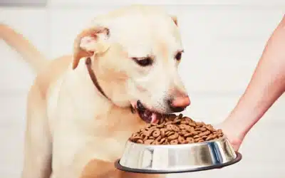 Golden retriever enjoying a meal from a metal dog bowl, representing the use of processed commercial pet food for pets.