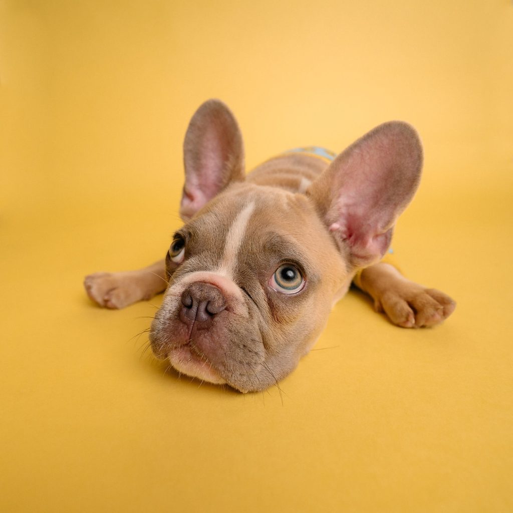 A French Bulldog puppy resting with its chin down on a yellow studio backdrop