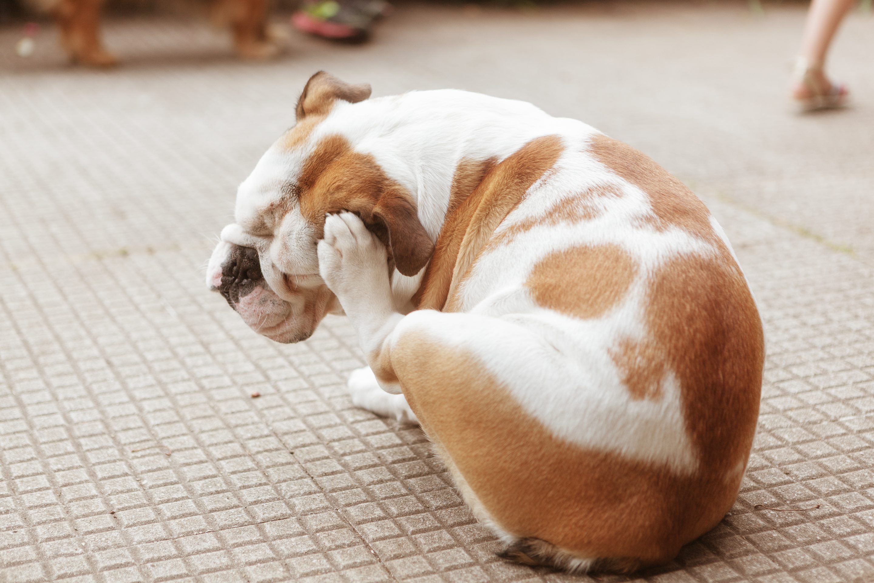 White and brown bulldog scratching on pavement