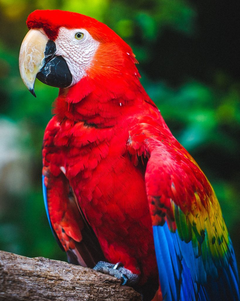 Scarlet macaw with bright red and blue plumage perched on a weathered branch against green foliage