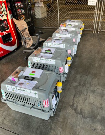 Several pet transport crates labeled live animals lined up on a warehouse floor ready for shipment