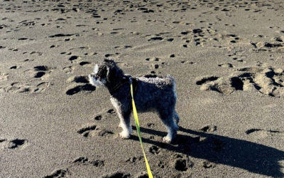Small shaggy dog on a yellow leash standing on an open sandy beach