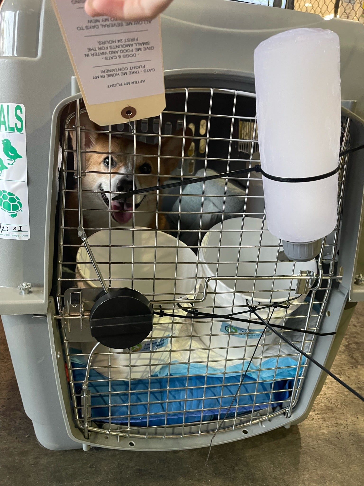 A corgi looking out from a travel crate fitted with a frozen water bottle, bowls, and a care tag