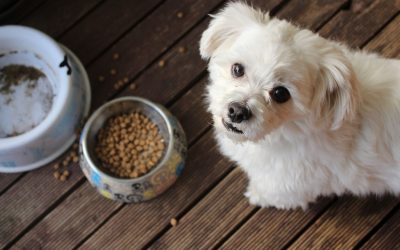 A small white puppy sitting on a wooden deck beside an empty bowl and a bowl of kibble