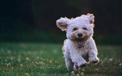 White curly dog running across grassy field