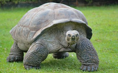 A giant tortoise with thick scaly legs walking forward across a green lawn