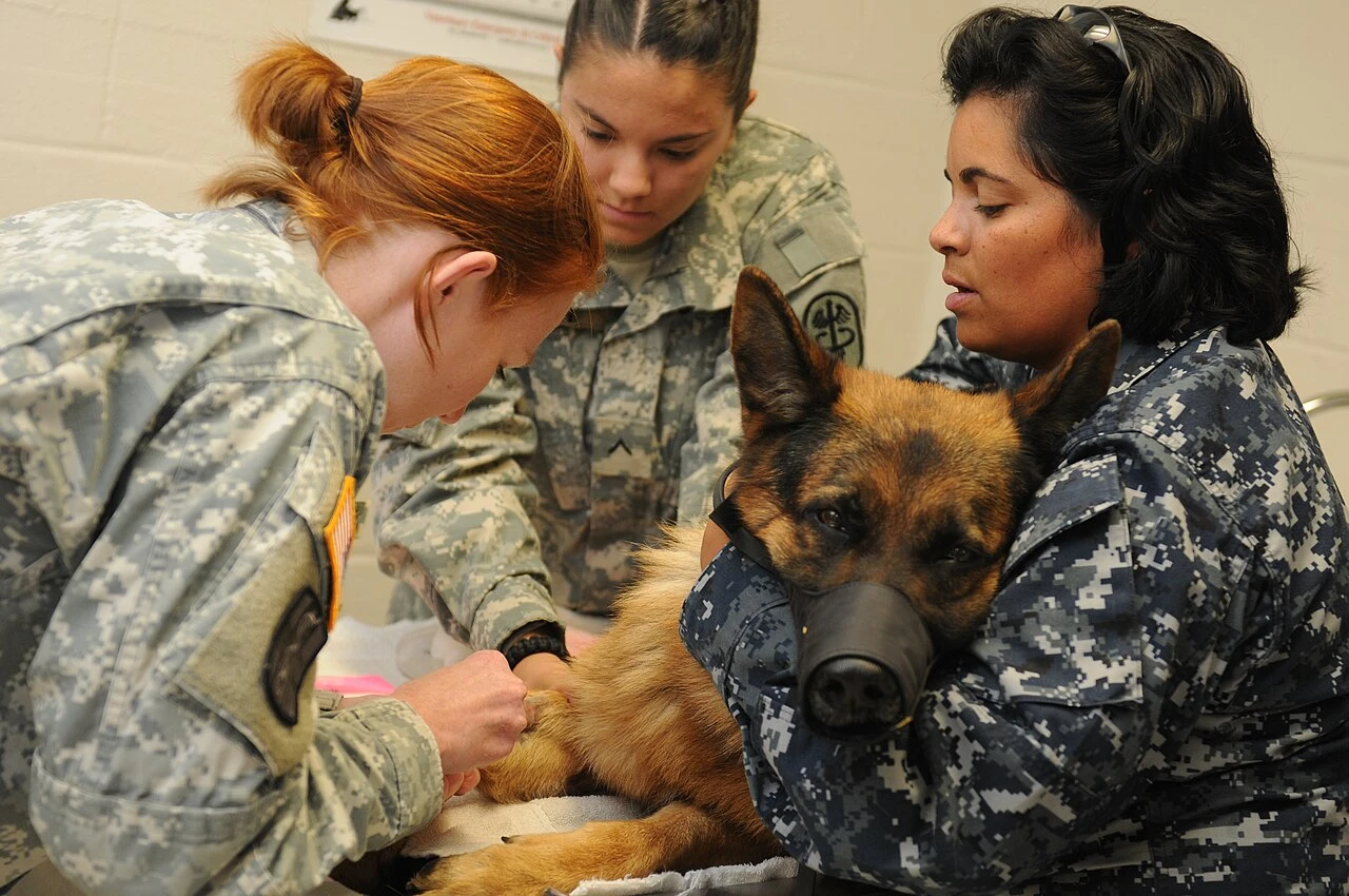 Service members drawing a blood sample from a dog