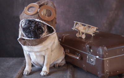 Brachycephalic breeds