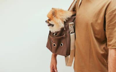 Small dog sitting inside a soft-sided travel carrier