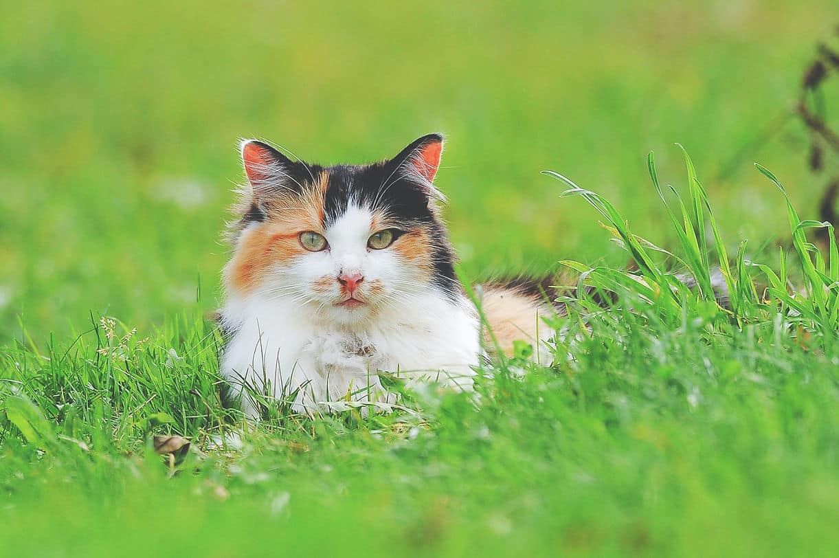 Calico cat with orange, black and white fur lying in bright green grass