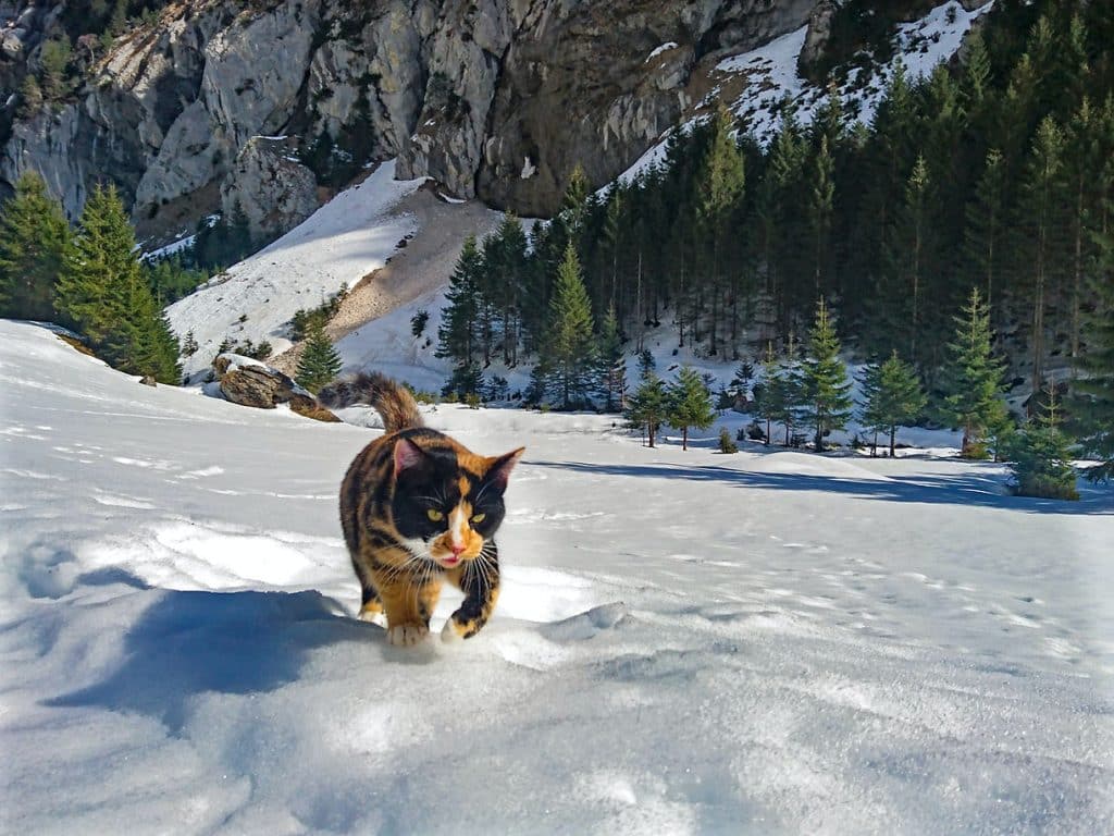 Calico cat padding through deep snow with rocky mountains and pine forest behind it