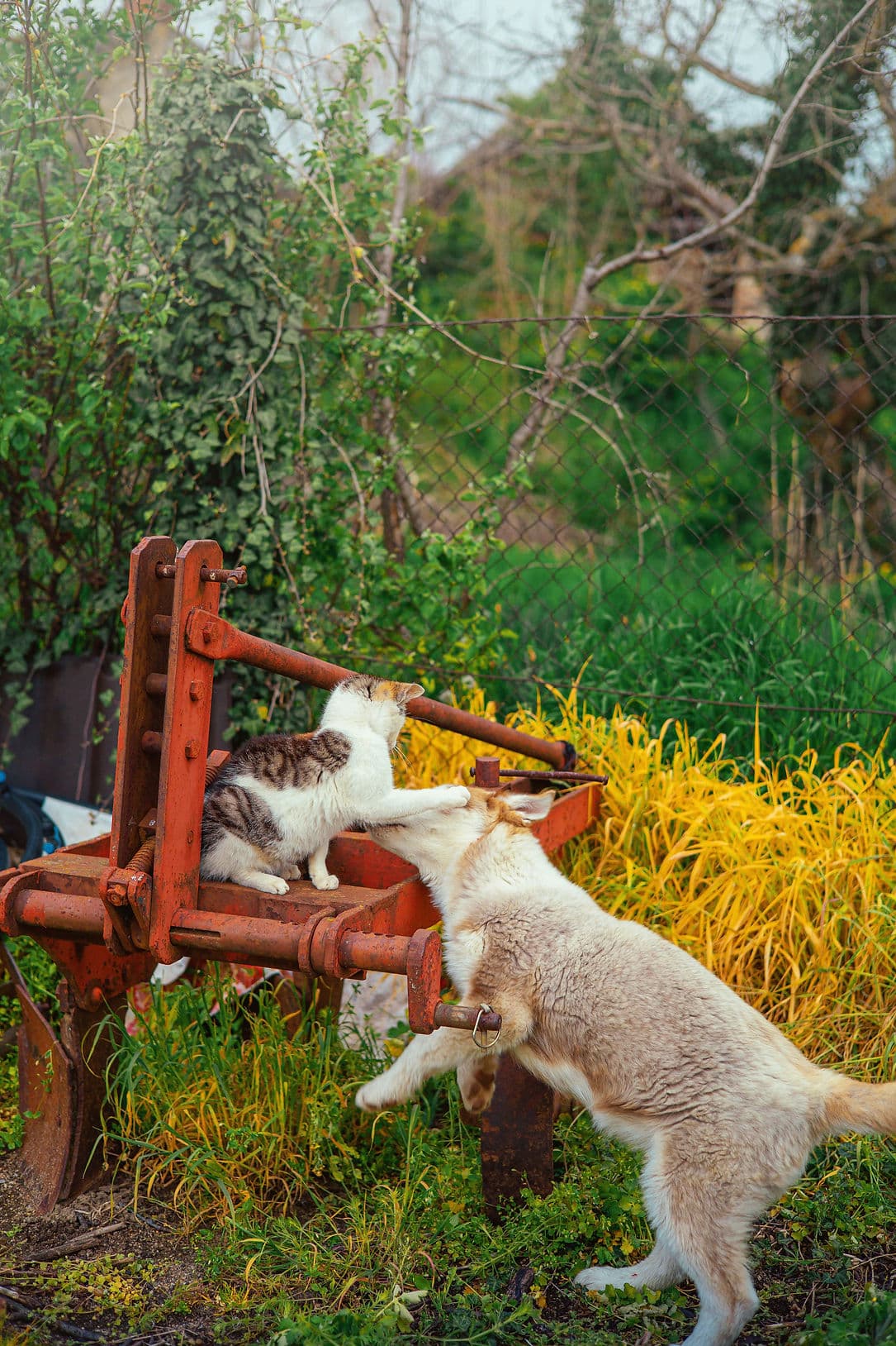 Cat perched on rusted red farm machinery stretching a paw to touch noses with a cream dog standing on its hind legs