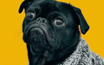 Close-up of a black pug's face wrapped in a black-and-white knit sweater against a yellow background