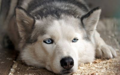 The Night My Dog Didn’t Ask for Anything