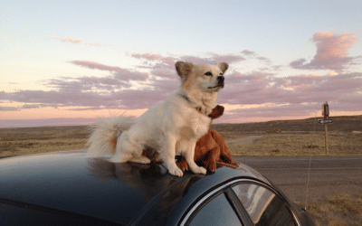 two small dogs on top of a car while traveling across the US from San Francisco to New York