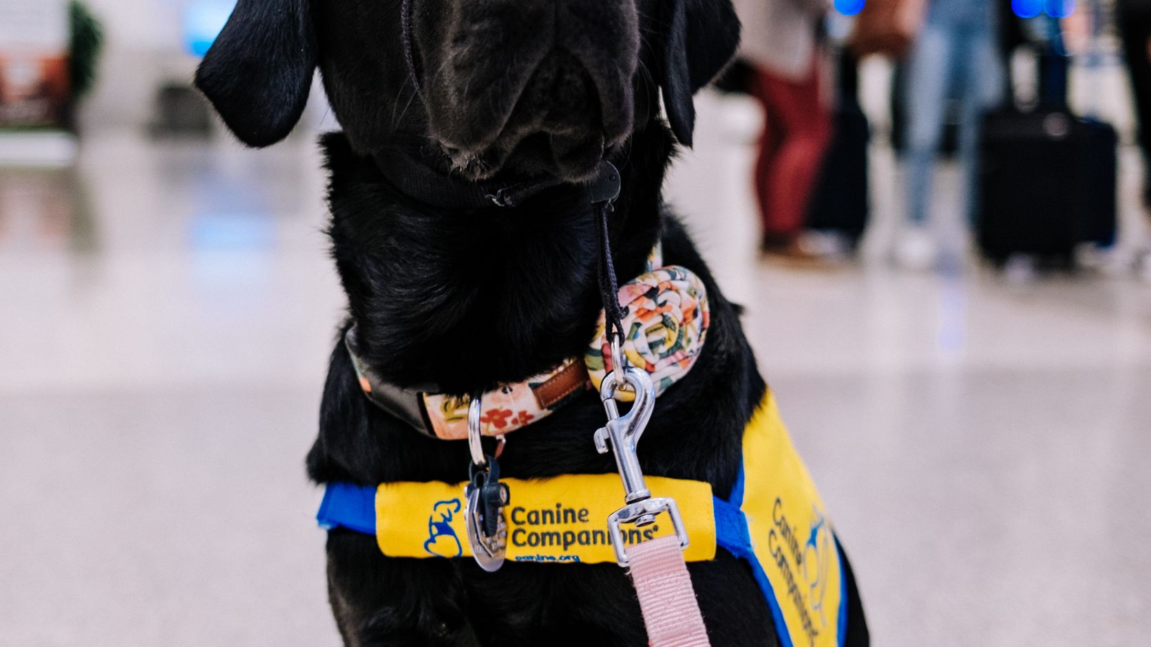 Black service dog wearing an assistance vest in an airport terminal
