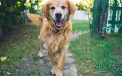 golden retriever walking on a trail wagging tails