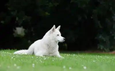White husky resting in summer meadow grass