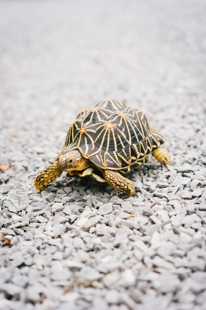 A star tortoise with radiating shell pattern walking along a gravel path