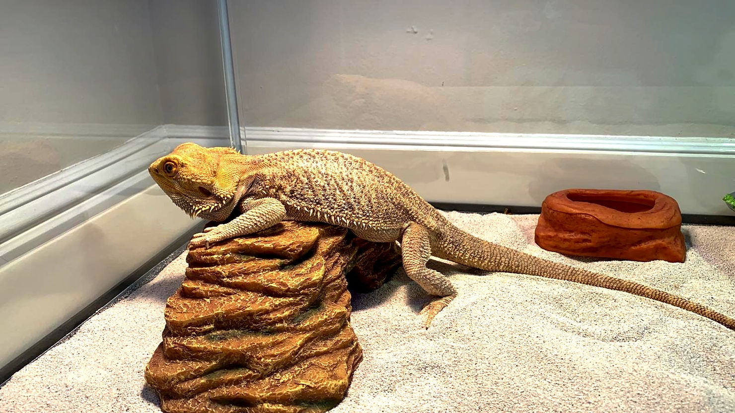A bearded dragon lizard resting on a resin rock inside a glass terrarium with sand substrate and a water dish