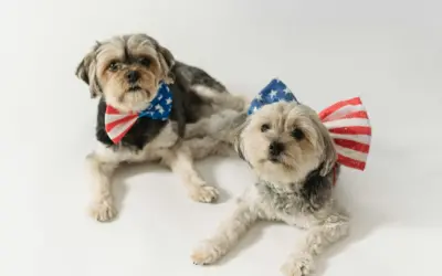 usa dogs
