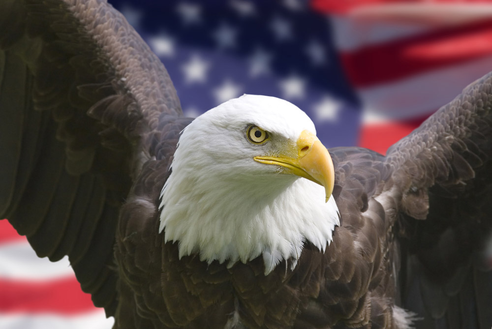 Bald eagle with American flag background, symbolizing military service and national pride