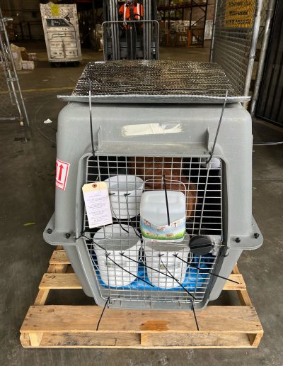 A grey transport crate on a wooden pallet with water bowls and documentation attached to the door