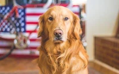 Senior Golden Retriever portrait representing dog longevity and health research on neuter timing