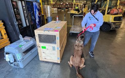 A dog inside an airline travel crate with tied water bowls, food, and ice packs prepared for a flight