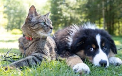 Cat and puppy lying in grass outdoors highlighting hidden dangers in vegetation for pets