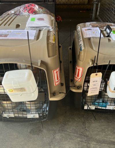 Two plastic travel crates side by side with water bowls and attached paperwork ready for transport