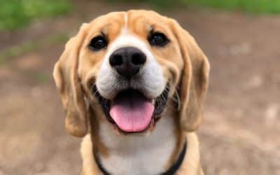 Beagle looking up with tongue out and a black collar against a blurred earthy background