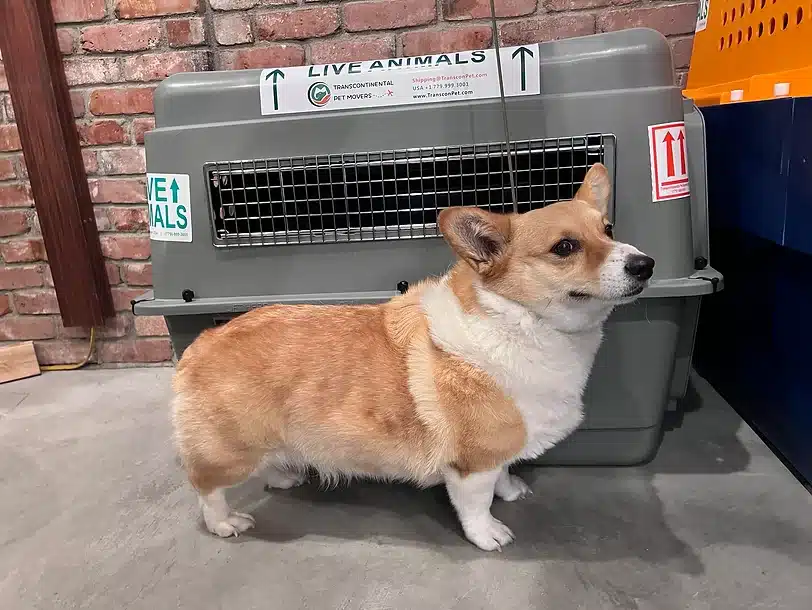 Corgi Dog in front of Petmate #400